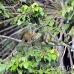 monkey_squirrel_common_la_h_0603_ecu2550.jpg